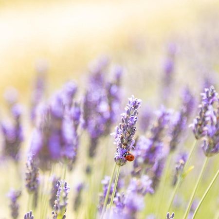 Agriturismo La Valle Della Lavanda - Podere Mezzastrada 파우글리아 외부 사진