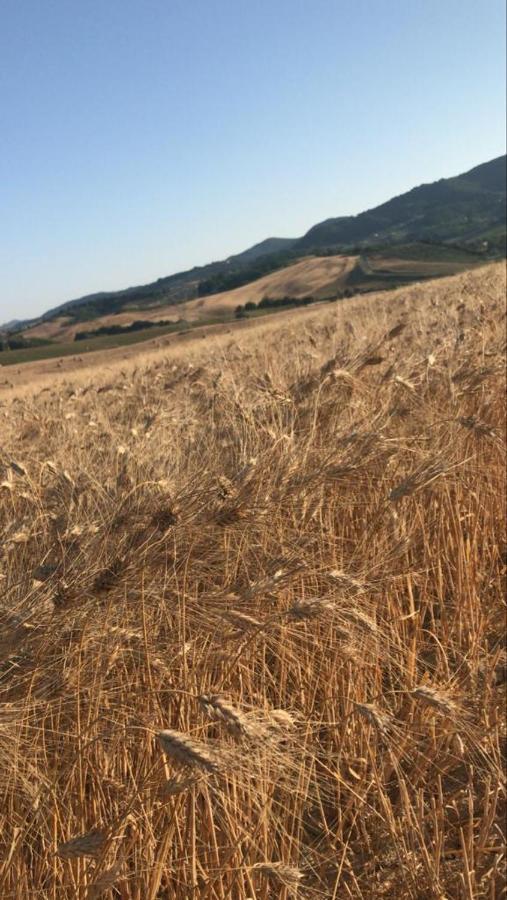 Agriturismo La Valle Della Lavanda - Podere Mezzastrada 파우글리아 외부 사진