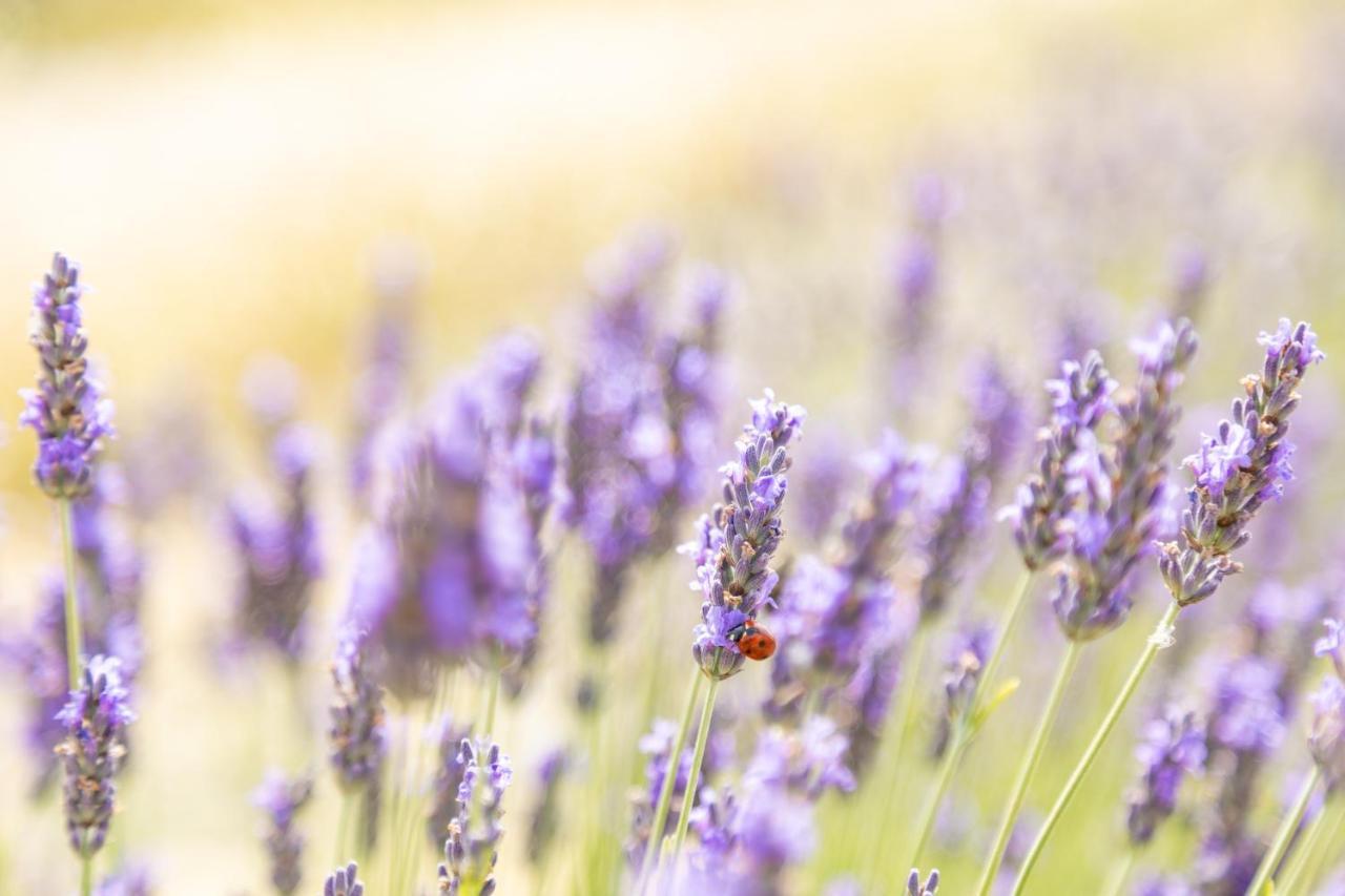 Agriturismo La Valle Della Lavanda - Podere Mezzastrada 파우글리아 외부 사진