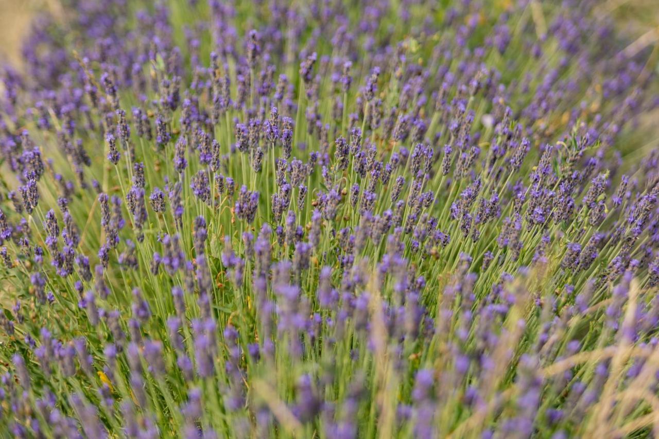 Agriturismo La Valle Della Lavanda - Podere Mezzastrada 파우글리아 외부 사진
